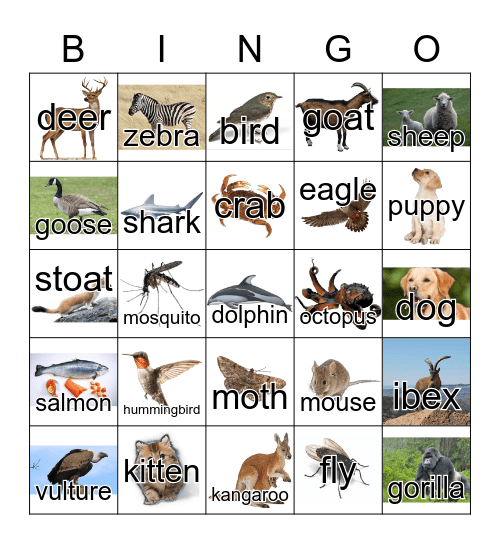 Animals Bingo Card
