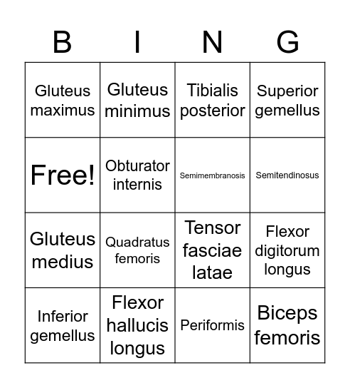 Lower Limb Muscles 2 Bingo Card