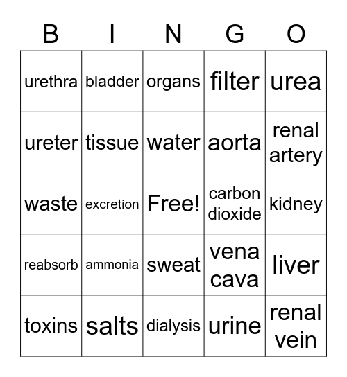 Excretory system Bingo Card