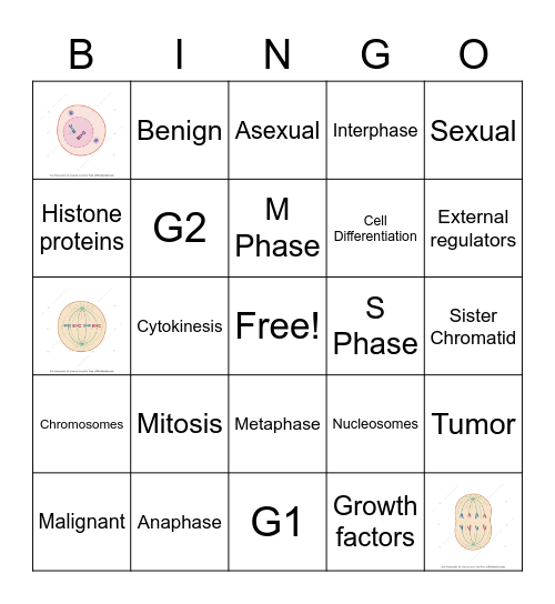 Cell Growth and Division Bingo Card