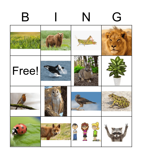 Food Chains Bingo Card