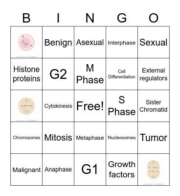 Cell Growth and Division Bingo Card