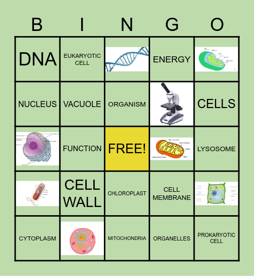 CMS Organelle Bingo Card