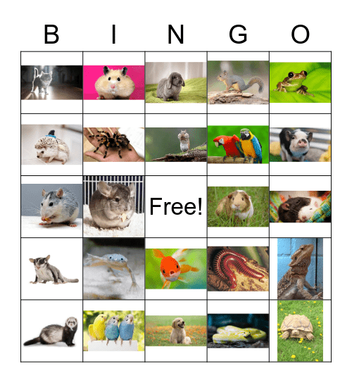 Pets Bingo Card