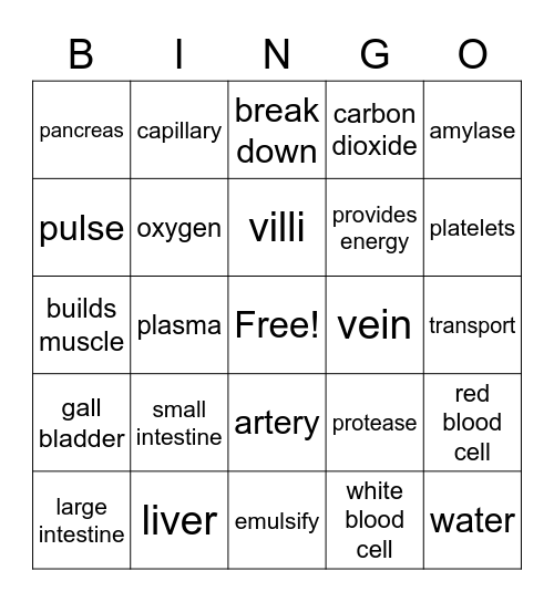 Digestion and circulation Bingo Card
