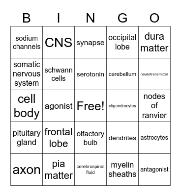 nervous system Bingo Card