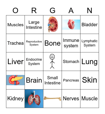 Human Body Organs Bingo Card