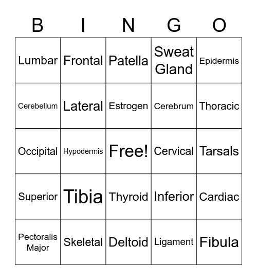 Final Review Bingo Card