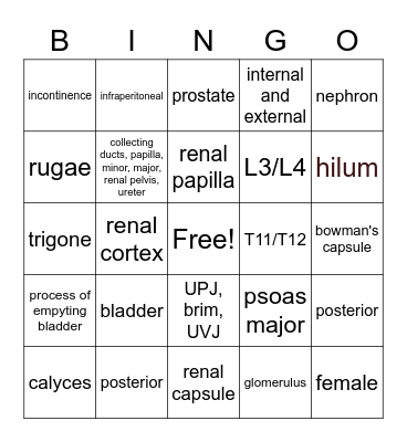 Urinary System Bingo Card