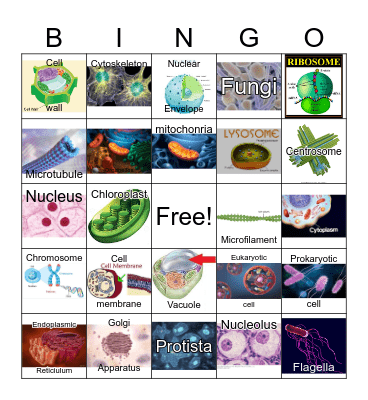 Cell Bingo Card