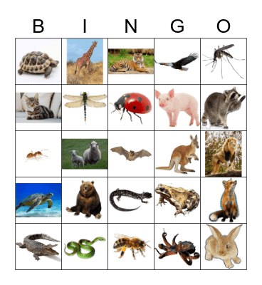 Animals Bingo Card