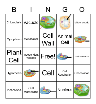 Scientific Process and Cells Unit Vocab! Bingo Card