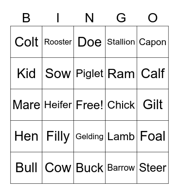 Animal Terminology Bingo Card
