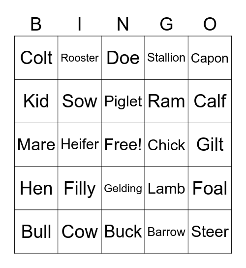 Animal Terminology Bingo Card