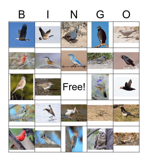 Bird Bingo Card