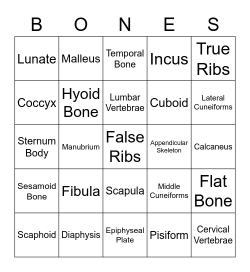Skeletal Anatomy Bingo Card
