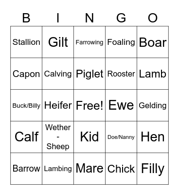 Animal Terminology Bingo Card