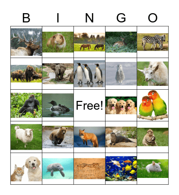 Animals Bingo Card