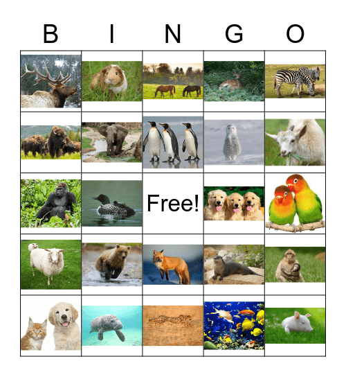 Animals Bingo Card