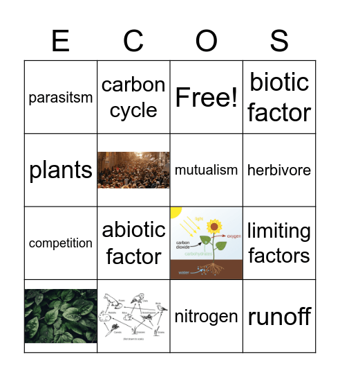 Ecosystems Bingo Card