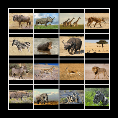 African Animals Bingo Card