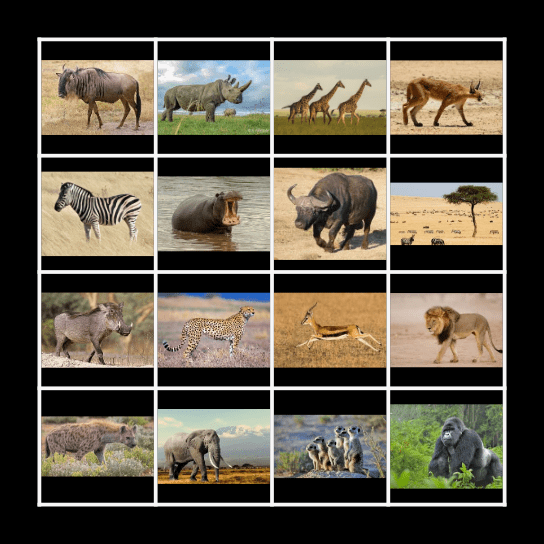 African Animals Bingo Card