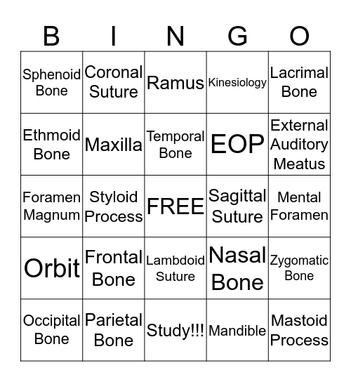 Bones of the Face & Skull - Bell Ringer! Bingo Card