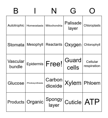 photosynthesis/ cell respiration Bingo Card