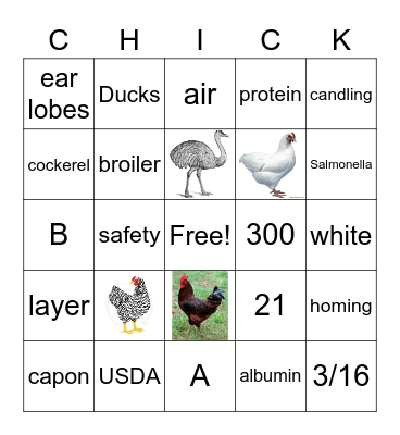 Poultry Bingo Card