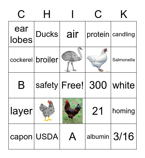 Poultry Bingo Card
