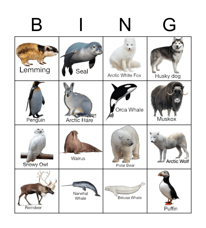 Tundra / Arctic Animals! Bingo Card