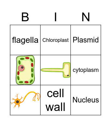 Year 7 cells bingo Card