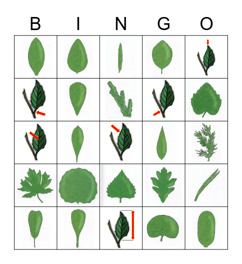 Leaf Bingo Card