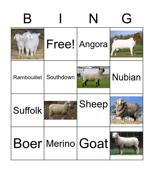 Goat & Sheep Breeds Bingo Card