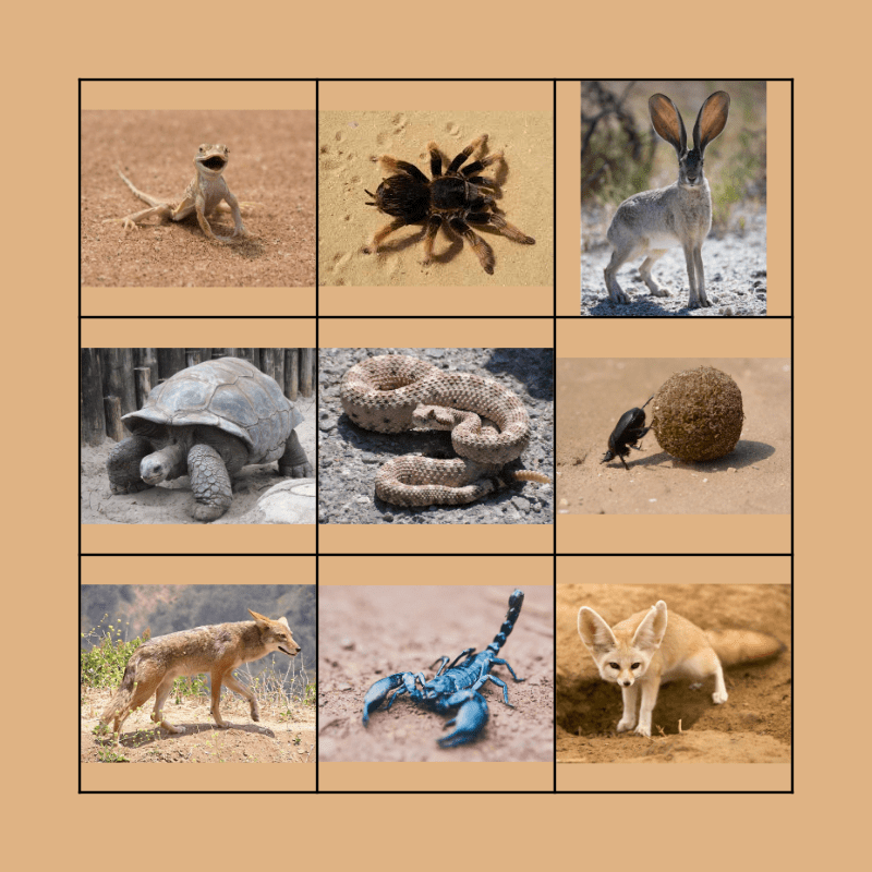 desert animals with names and pictures