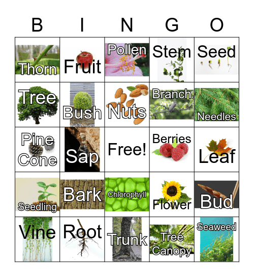 NYBG Plant Bingo: Plant Parts Bingo Card
