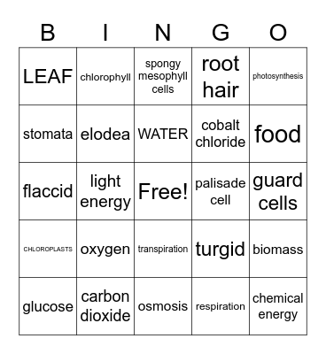 PLANT Bingo Card