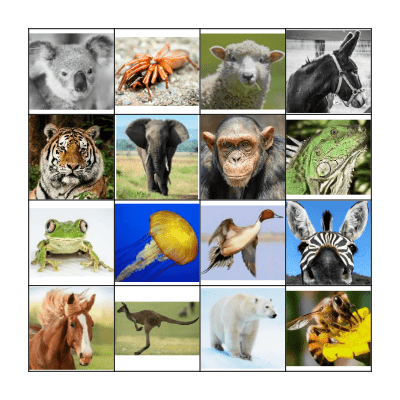 Animal bingo Card