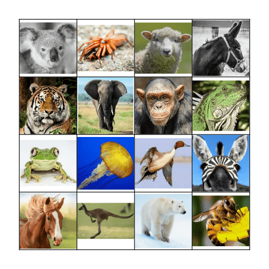 Animal bingo Card