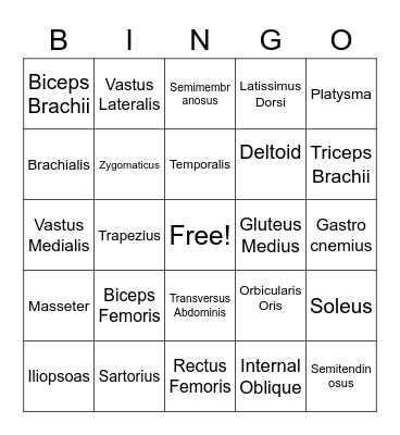 Muscles of Human Body Bingo Card
