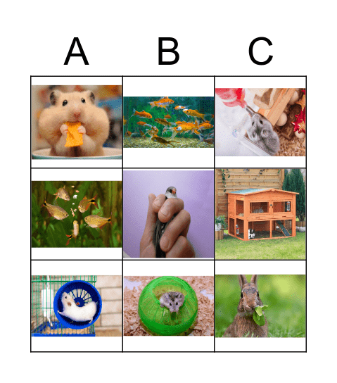 Cuidemos a nuestras mascotas Bingo Card