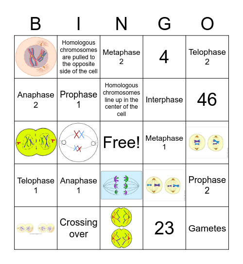 Meiosis Bingo Card