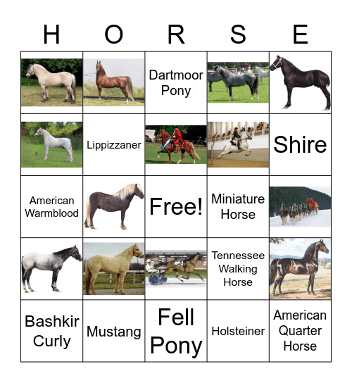 Horse Breed Bingo Card