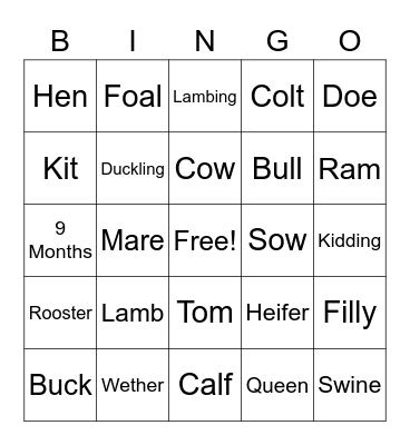Animal Terms Bingo Card