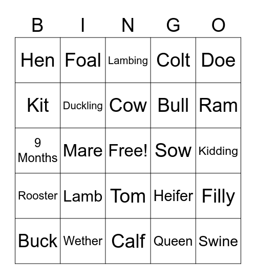 Animal Terms Bingo Card