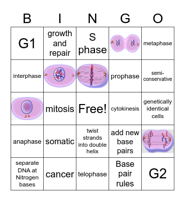 Cell Cycle Review Bingo Card