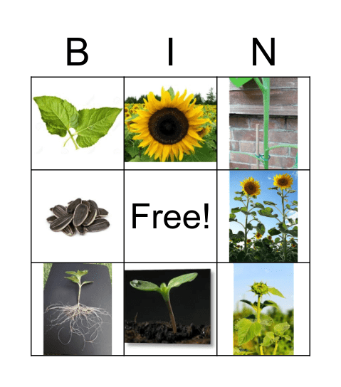 Plant life cycle Bingo Card