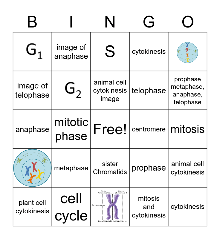 Cell Cycle and Mitosis Bingo Card