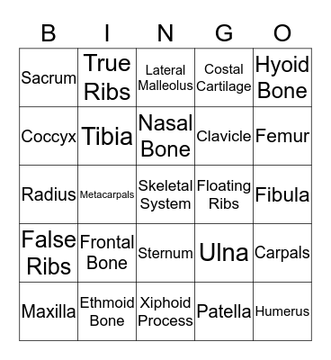 Skeletal System  Bingo Card