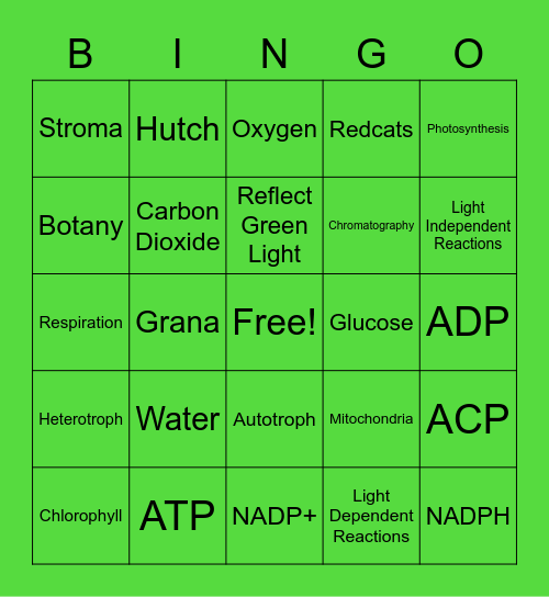 Bay View Botany Unit 1 Bingo Card